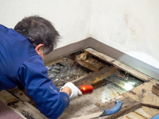 Best Local Mold Removal Service  in Oakland, IA