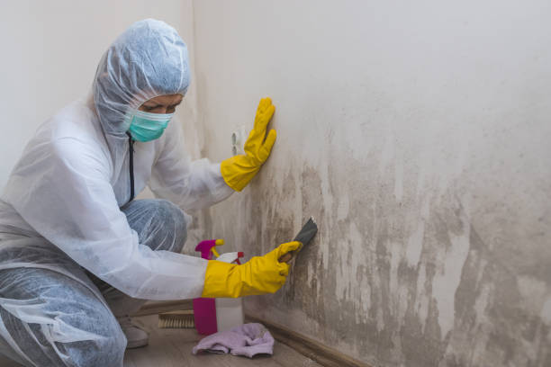 Best Black Mold Removal  in Oakland, IA