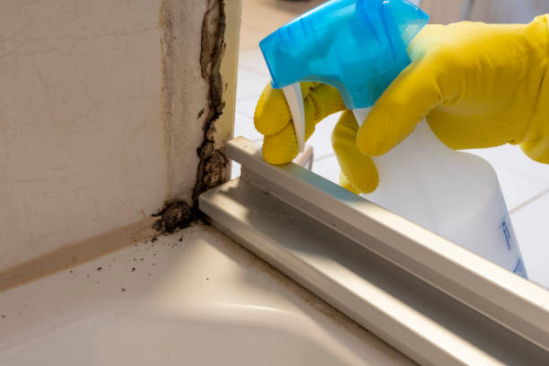 Best Mold Remediation Services  in Oakland, IA