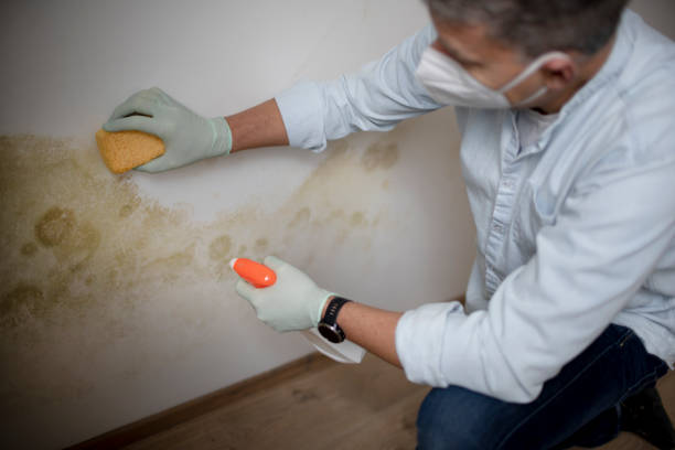 Best Water Damage Restoration  in Oakland, IA