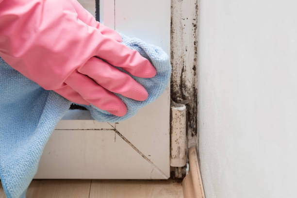 Best Crawl Space Mold Removal  in Oakland, IA