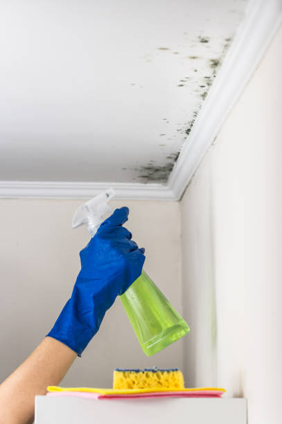 Best Home Mold Removal  in Oakland, IA